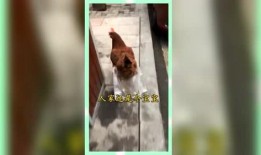 娱乐吃瓜群众歌曲,揭秘娱乐圈背后的“瓜”事